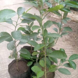 Lime Seedling