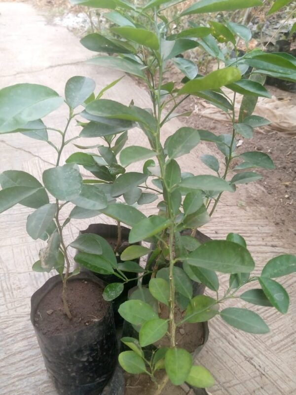 Lime Seedling