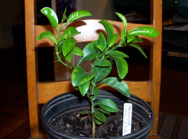 Double Budded Seedlings (Of All Citrus Species)