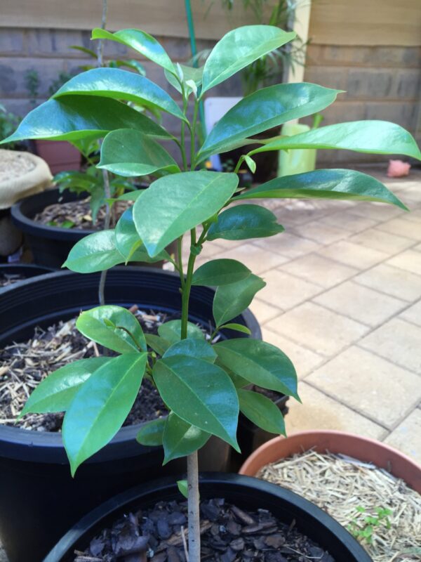 Soursop Seedlings