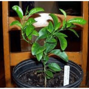 Tangelo Orange Seedlings