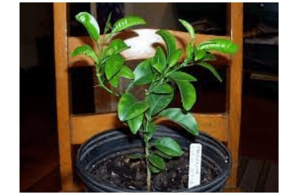 Tangelo Orange Seedlings