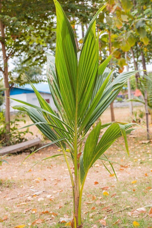 Dwarf Coconut Palm (Malaysian Variety)