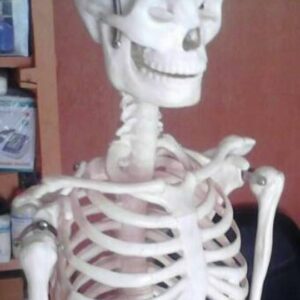 Human Skeleton Model Medium