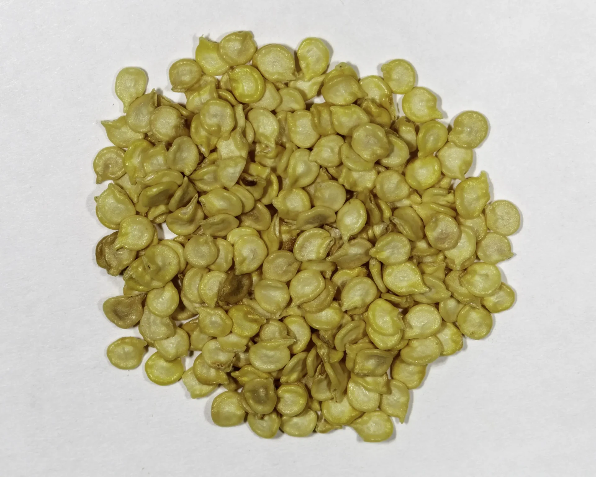 Habanero Seeds (50 Seeds Per Pack)