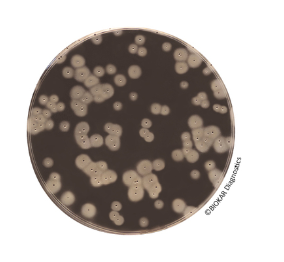 EASY STAPH Agar – Pre-poured medium - Available On Request, Prices in Dollars