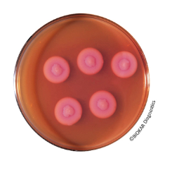 Egg Yolk Emulsion with Polymyxin B - Available On Request, Prices in Dollars