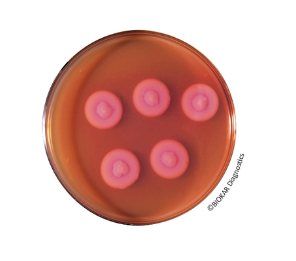 Egg Yolk Enrichment - Available On Request, Prices in Dollars