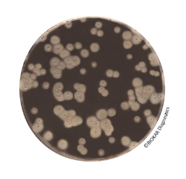 EASY STAPH – Agar (Kit) - Available On Request, Prices in Dollars