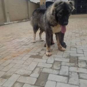 Caucasian Male Dog for Stud/Crossing/Mating in Abuja