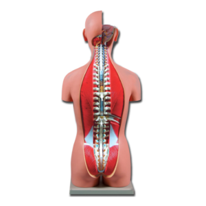 TORSO DUAL SEX OPENBACK - 27 parts (SHIPPED FROM ABROAD)