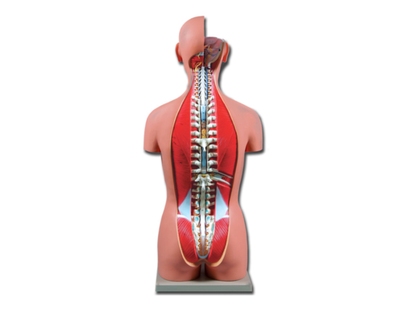 TORSO DUAL SEX OPENBACK - 27 parts (SHIPPED FROM ABROAD)