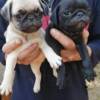 Buy Pug Dogs & Puppies