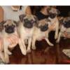 Buy Pug Dogs & Puppies in Abuja