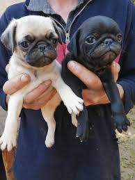 Buy Pug Dogs & Puppies