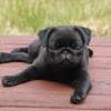 Buy Pug