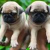 Buy pug in Abuja