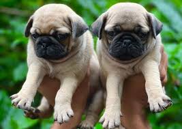 Buy pug in Abuja