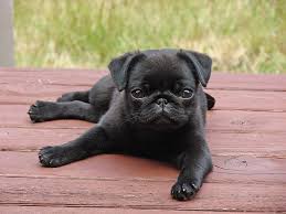 Buy Pug