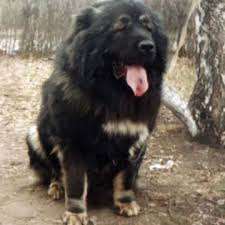 Dog Mating Service in Abuja