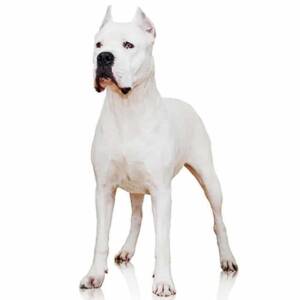 Dogo Argentino