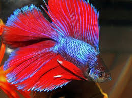 Doubletail Halfmoon Betta – Male