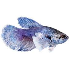 Female Elephant Ear Betta (Betta splendens)