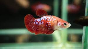 Female Koi Betta (Betta splendens)