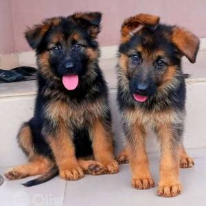 German Shepherd Dogs & Puppies for Sale