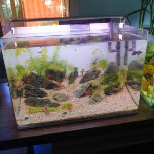 Frameless Freshwater Aquarium Kit