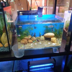 SeaClear Gallon Rectangular Aquarium Combo