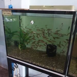Aqueon Frameless Cube Aquarium
