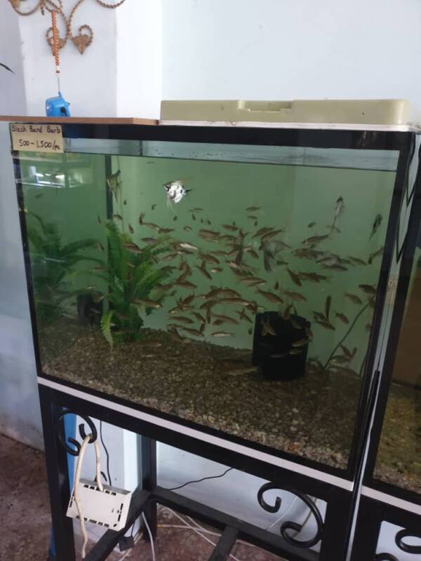 Aqueon Frameless Cube Aquarium