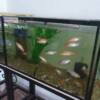 Frameless Cube Aquarium