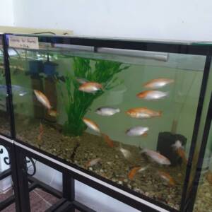 Frameless Cube Aquarium
