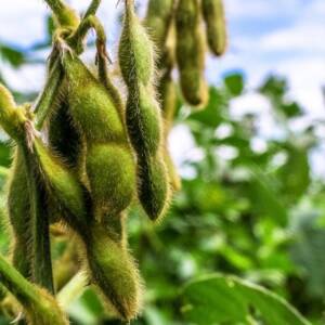 Legume Force Herbicide ? 1 Litre