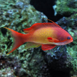 Lyretail Anthias – Female
