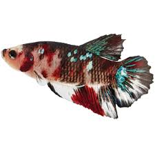 Male Koi Betta