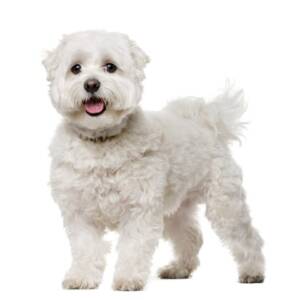 Maltese