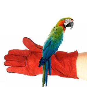 No Bite Bird Handling Gloves