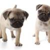 Pug Dogs & Puppies for sale in Nigeria