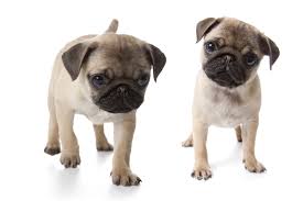 Pug Dogs & Puppies for sale in Nigeria