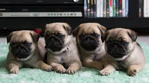 Pug Dogs & Puppies for sale