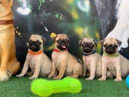 Pug for Sale in Abuja