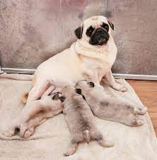 Pug for Sale in Nigeria
