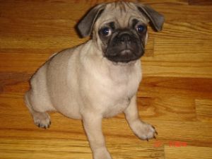 Pug For Sale