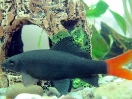 Redtail Shark