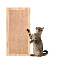 Cat Scratch Board