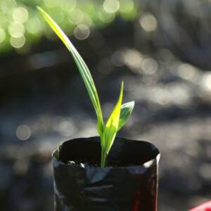 Supergene Oil Palm Seedlings (Hybrid Oil Palm Seedlings)
