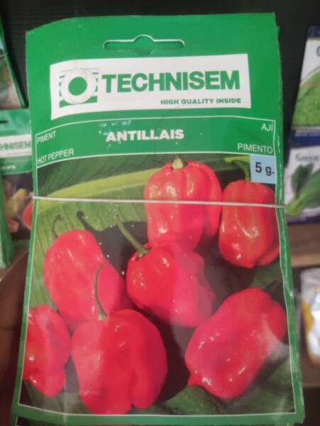 Antillais Hot Pepper Seed (Technisem | 5g)